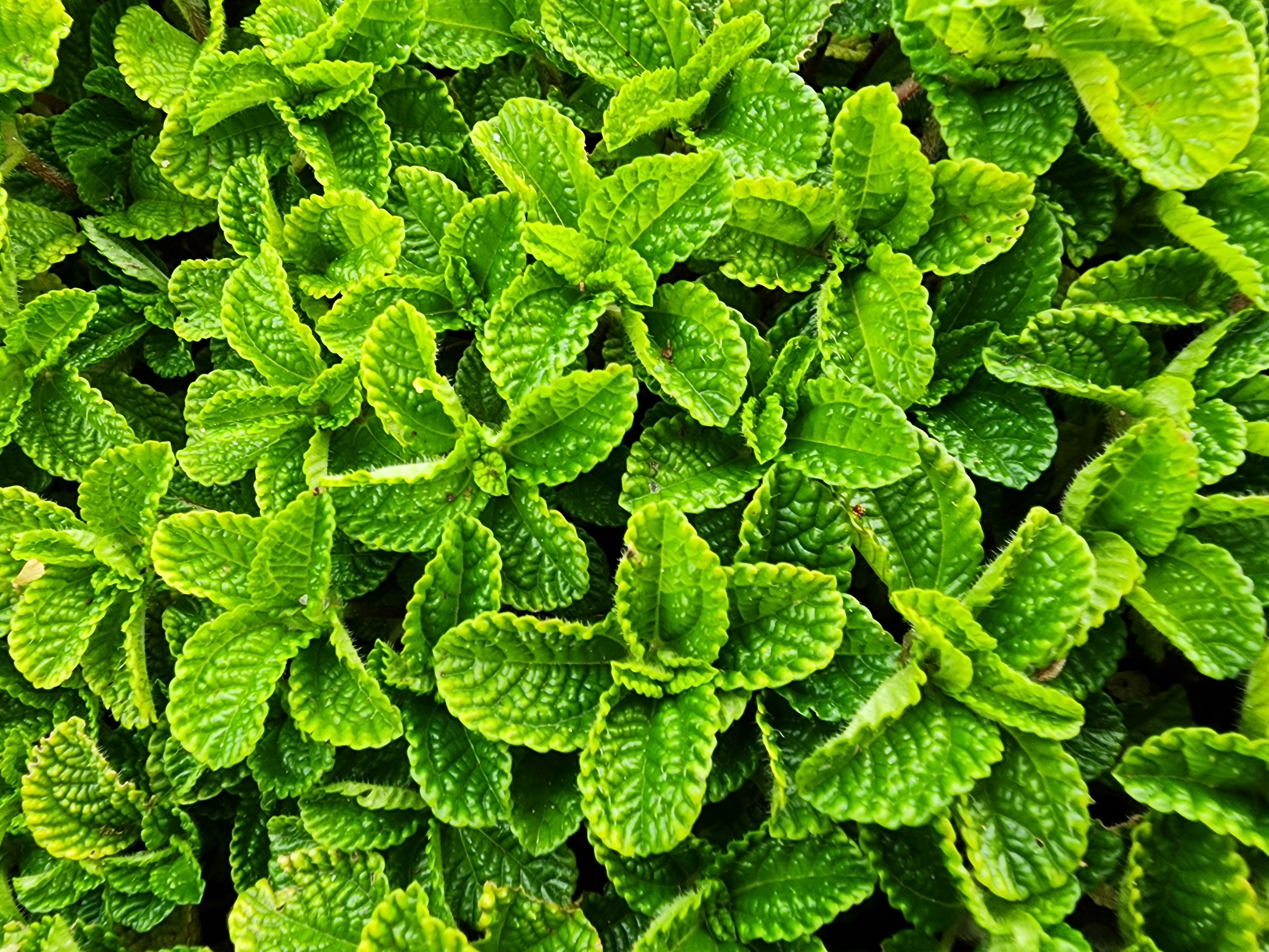 leaves